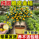 景琳涵脆皮金桔帶果發(fā)貨盆栽樹(shù)苗四季果樹(shù)可食用橘子苗脆皮金橘室內常綠 純甜脆皮金桔4年苗（馬上結果 適合新手種植）