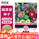 花沃里糖果菊花種子約1000粒 花卉種子陽(yáng)臺種菜土盆栽蔬菜種子庭院草籽