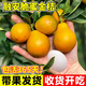 呆果丁融安脆蜜金桔樹(shù)樹(shù)苗四季廣西脆皮可食用果樹(shù)橘子樹(shù)盆栽陽(yáng)臺水果苗 純甜脆蜜金桔6年苗帶土發(fā)貨（當年結果 ）死苗包賠