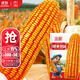 大禹鄭單958玉米種子國審產(chǎn)高矮大棒雜交抗旱抗倒官方正品矮桿包谷 國審鄭單958玉米種子500g
