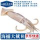 大魷魚(yú)阿根廷深海捕撈 去內臟鮮活冷凍海鮮吊管 海釣生鮮水產(chǎn)章魚(yú) 約 860克(凈重)  【單條4-5兩】4條裝