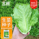 北蔬 生菜種子苗四季種生吃耐熱耐抽薹菜籽 速翠1號生菜種子約5000粒