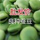 青皮蠶豆種子大粒高產(chǎn)北斗七星羅漢豆春秋冬季播種早熟耐寒胡豆籽 【粒粒精選】綠寶石蠶豆種子 【5A特級精選】1斤 25年新種
