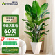 愛(ài)優(yōu)尚天堂鳥(niǎo)綠植盆栽客廳室內辦公室大型綠植好養凈化空氣源頭直發(fā)