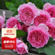 虹越（HONGYUE）花園月季大苗盆栽苗 庭院陽(yáng)臺藤本灌木月季花卉植物KS-YMS 【灌木月季】龐巴度玫瑰（6升大苗帶盆）