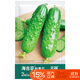 北蔬 黃瓜種子苗強雌旱黃瓜摘不敗四季蔬菜種籽 海吉亞秋黃瓜種子40粒