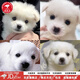 中華田園犬小型長(cháng)不大適合小孩家養的高智商狗狗活物狗崽狗仔幼犬 田園級 白色狗狗 公母請備注