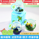 海藻球球藻綠植微景觀(guān)生態(tài)海藻球生態(tài)瓶迷你海藻球創(chuàng  )意植物造景 藍白生態(tài)瓶【配2顆一歲球藻】