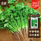 北蔬 香菜種子老品種小葉四季盆栽家庭小院種籽 濰萫香菜籽10g約800粒