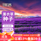 花沃里薰衣草種子1g約700?；ɑ芊N子家庭盆栽種籽陽(yáng)臺/辦公室/庭院草籽