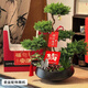 Only you【兩小時(shí)達】五層塔松盆栽青松綠植中秋節松樹(shù)盆景室內植物 生意興隆【精致造景五層塔松盆景】 開(kāi)業(yè)送禮推薦
