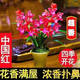 萬(wàn)田沃濃香型蘭花苗盆栽大花蕙蘭建蘭花卉盆栽室內綠植物庭院四季開(kāi)花 中國紅6 （3苗送肥料+生根粉）當年開(kāi)花