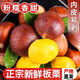 味果生2025新鮮丹東板栗生板栗毛栗子現摘油錐栗子大板栗當季生鮮蔬菜 10斤 優(yōu)選大果