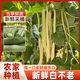 密之藍天現摘現發(fā)農家種植白不老豆角500g新鮮蔬菜東北豆角生鮮 500g