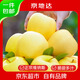 京地達黃金維納斯蘋(píng)果水果山東產(chǎn) 凈重4.5斤 單果120g起 源頭直發(fā)