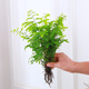 鐵線(xiàn)蕨水培盆栽室內耐陰喜濕觀(guān)葉小綠植工位水養四季常青網(wǎng)紅植物 鐵線(xiàn)蕨一份(高20-30cm)