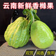 云南高山香櫞果 新鮮現摘香櫞鮮果食用觀(guān)賞聞香擺件佛手柑 青果【單果2-5斤】 3-4斤