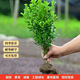 愛(ài)悅黃楊苗盆栽苗地栽萬(wàn)年青瓜子黃楊苗冬青樹(shù)苗大葉黃楊苗工程綠化苗 冠幅30公分 10cm(含)-19cm(含)