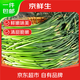 京鮮生山東紅帽蒜苔凈重5斤粗細適中色澤飽滿(mǎn)蒜薹 源頭直發(fā)