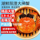 【活蟹】湖鮮陽(yáng)澄大閘蟹全母3.9-4.2兩10只去繩足重鮮活超大蟹海鮮螃蟹禮盒裝源頭直發(fā)