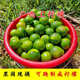花農氏新鮮野生土檸檬廣西現摘野檸檬花皮果皮薄多汁青檸檬黃檸檬腌制 3斤