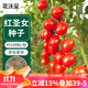 花沃里紅圣女果100粒/包 蔬菜種子紅珍珠番茄小西紅柿陽(yáng)臺庭院田間種植