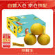 京鮮生 爆汁黃金葡萄柚 精選6粒  單果400g-550g  生鮮水果禮盒