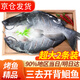 往牧叉尾鮰魚(yú) 免處理 青江魚(yú) 烤魚(yú)精品  腌制半成品 冷凍生鮮 江團魚(yú) 【超大2條】?jì)糁?.8-2斤/條