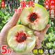 正宗山東青州蜜桃脆甜桃子5斤新鮮水果禮盒當季現摘水蜜桃油桃p 1斤嘗鮮【普快現摘現發(fā)】