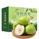 京鮮氣福建牛奶大青棗 貴妃奶蜜棗新鮮蘋(píng)果棗子脆甜鮮棗當季水果禮盒 精選果 5斤 禮盒裝