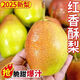陜西紅香酥梨 當季新鮮梨子水果現貨新鮮時(shí)令應季水果整箱 凈重9斤以上（單果110g以上）