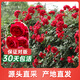 海蒂的花園爬藤月季弗洛倫蒂娜花墻拱門(mén)藤本花卉盆栽植物苗源頭直發(fā)
