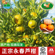 萬(wàn)春寨福建永春正宗蘆柑精品大果10斤禮盒裝原產(chǎn)地新鮮水果橘子丑桔柑桔 【精品大果】果徑80mm帶箱10斤裝