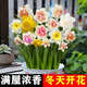 果益壽【爆品】水仙花水培四季開(kāi)花盆栽耐寒植物室內易養活花卉綠植盆栽 水-仙重瓣【11種混色花色】香滿(mǎn)屋 拍5送5【實(shí)發(fā)10棵】開(kāi)花爆滿(mǎn)