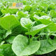 大葉木耳菜種子盆栽庭院陽(yáng)臺種植爬藤菜籽盆栽易種四季播蔬菜家庭 大葉木耳菜約100粒(原廠(chǎng)彩包)