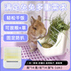 牛寵寵物固定食盆兔子草架自動(dòng)喂食器懸掛式二合一兩用豚鼠龍貓喂食槽 2合1草架-米白色 食盆草架