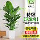 卉優(yōu)特級天堂鳥(niǎo)盆栽客廳室內大型綠植辦公室居家植物新房吸除甲醛好養 特級天堂鳥(niǎo)1.5-1.6m【方形盆】