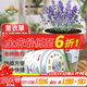 德沃多肥料薰衣草學(xué)生DIY兒童趣味種植盆栽套裝植物種子觀(guān)察幼兒園迷你盆栽