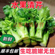 云南高原水果清芹生吃新鮮水果芹菜西芹當季蔬菜現采現發(fā)綠色青菜 1500g 精品順豐