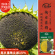 壽禾 食用向日葵花種子種苗粒大飽滿(mǎn)瓜子種籽 食用向日葵種子約140粒