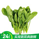 【24小時(shí)菜】富硒菠菜苗200g