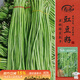 壽禾 豇豆種子種苗早熟長(cháng)青豆角四季蔬菜種籽 濰豐綠長(cháng)豐豆角種子110g