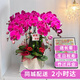 元族中秋節大蝴蝶蘭盆栽蘭花【2小時(shí)達】同城配送鮮花送父母長(cháng)輩禮物 【鴻運當頭】6株蝴蝶蘭盆栽（花盆隨機）