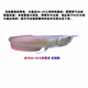 瀚幻七彩銀龍魚(yú)活體魚(yú)中大型熱帶觀(guān)賞魚(yú)白子黃化紅眼銀龍淡水魚(yú)套餐 純血七彩銀龍22-24cm 1條 已發(fā)色順豐