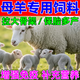 母羊預混料繁殖能力育肥羊添加劑增肥素豬牛羊通用拉大骨架維生素 5斤/袋【母羊營(yíng)養飼料】