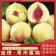 閩農語(yǔ)果青州蜜桃當季采摘現摘脆桃山東軟硬桃子新鮮水果新鮮青州桃子 【3斤 | 15-20個(gè)左右】?jì)糁?.5斤 【老樹(shù)果，更香甜】