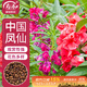 壽禾 鳳仙花種子苗染指甲花四季盆栽種植花卉種籽 中國鳳仙花種子100g