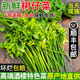 順豐包郵新鮮樹(shù)仔菜潮汕樹(shù)菜海南五指山野菜酒店私房特色菜當季 0.5斤 順豐