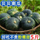 星派果（XINGPAIGUO）新鮮貝貝南瓜  香甜粉糯板栗味迷你小南瓜蔬菜 貝貝南瓜帶箱 9斤 裝