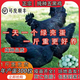 現貨半斤一斤五黑雞苗活體純種綠殼蛋雞正宗烏骨包活到家疫苗齊全 一斤左右五黑雞8只【6母2公】 綠殼蛋雞高產(chǎn)蛋雞